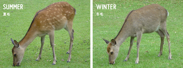 鹿の胃内容物の写真